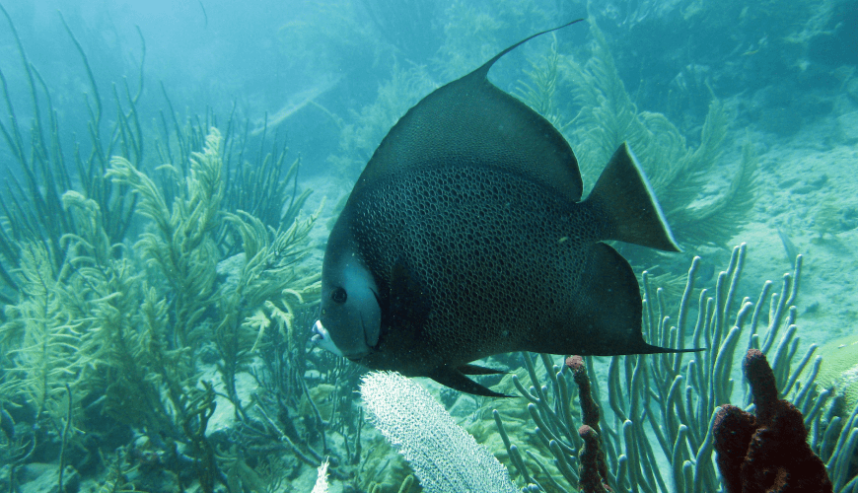 Gray Angel Fish